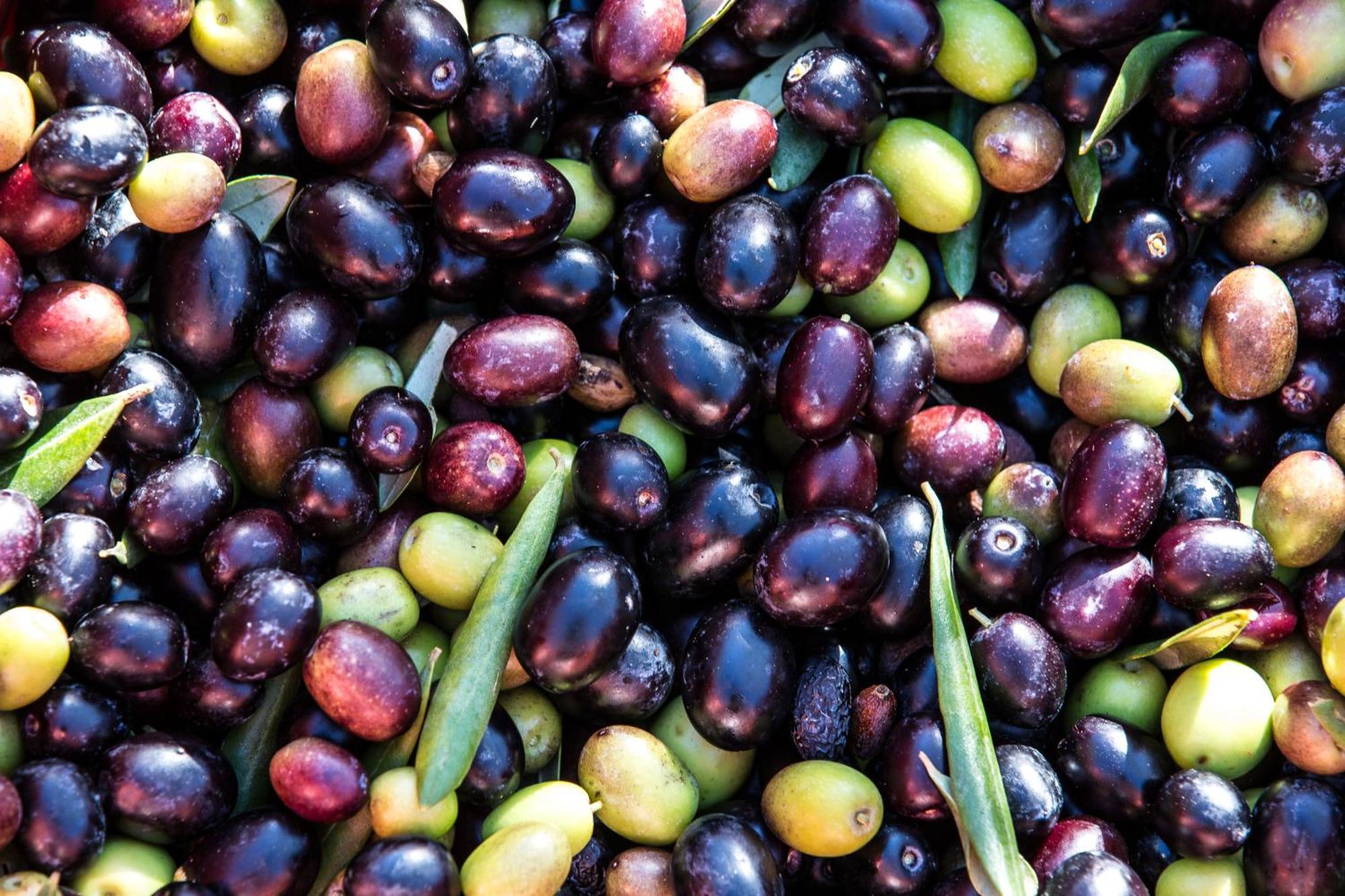 Azienda Agricola Moschioni Cividale Del Friuli Ngoại thất bức ảnh