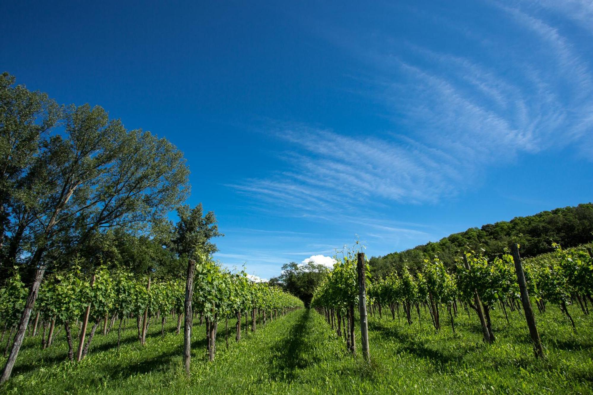 Azienda Agricola Moschioni Cividale Del Friuli Ngoại thất bức ảnh