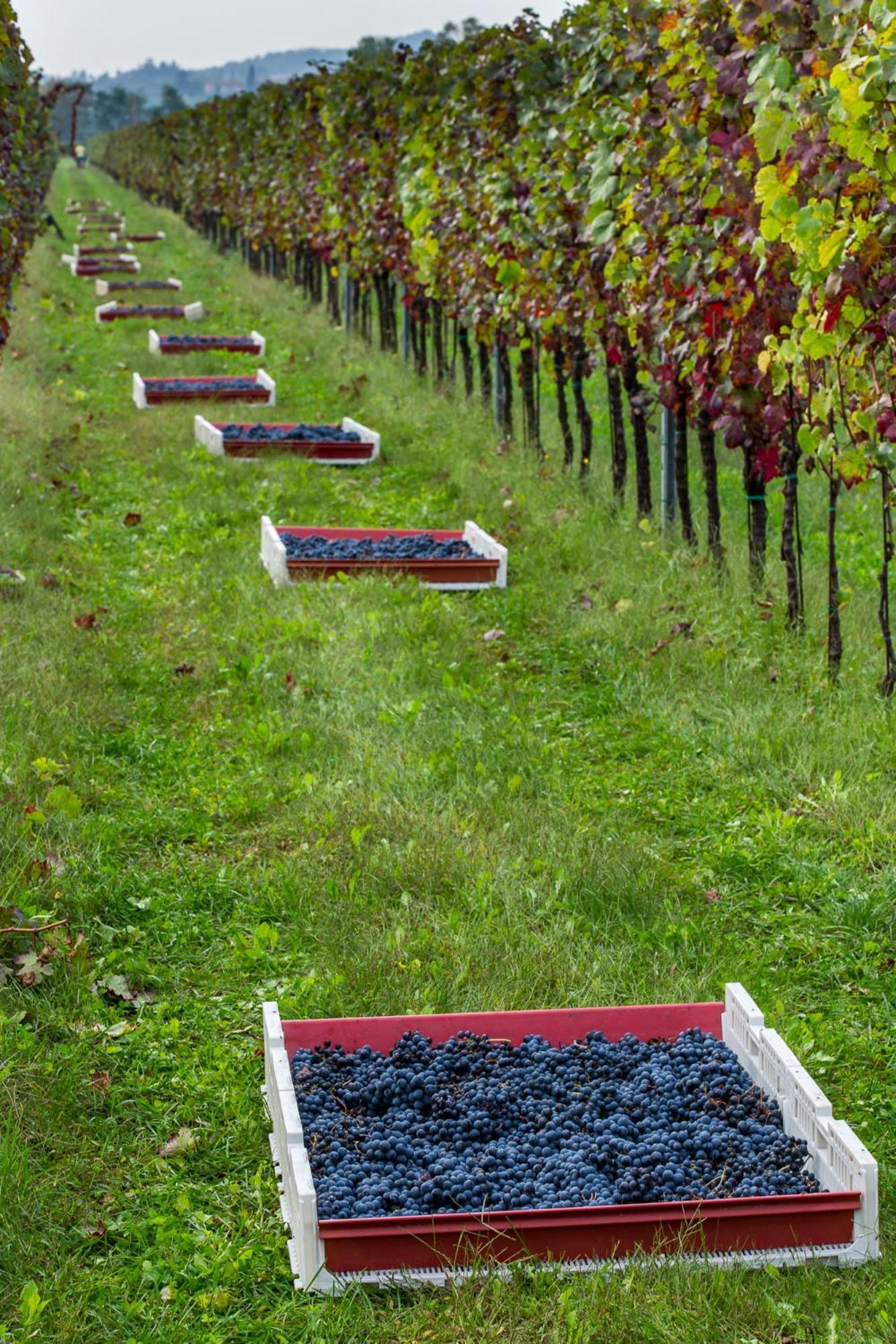 Azienda Agricola Moschioni Cividale Del Friuli Ngoại thất bức ảnh