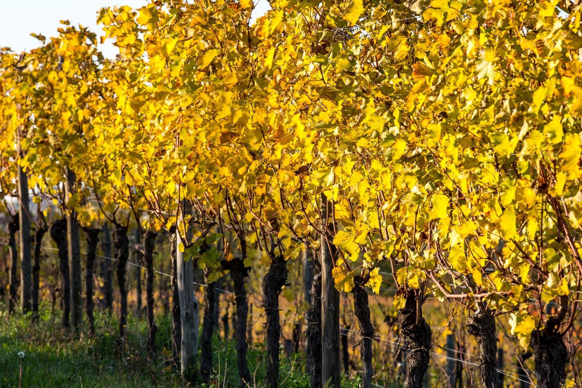 Azienda Agricola Moschioni Cividale Del Friuli Ngoại thất bức ảnh