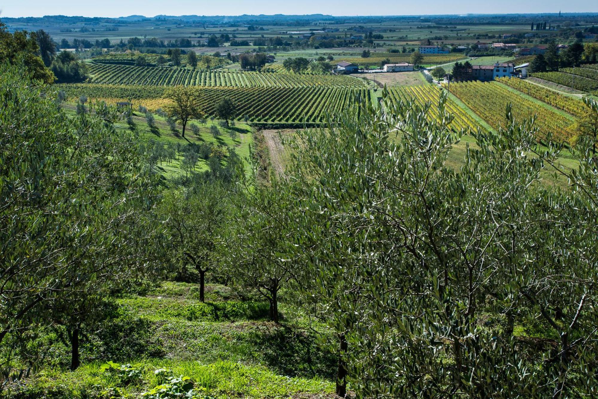 Azienda Agricola Moschioni Cividale Del Friuli Ngoại thất bức ảnh